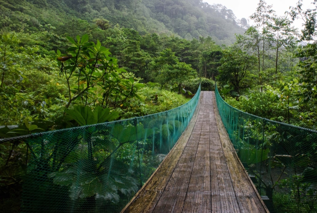 Costa Rica Jungle 