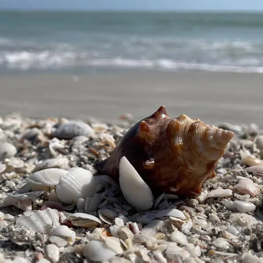 North Captiva Island beach with zoom to shell 